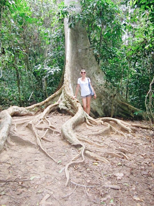 Malaysia’s Jungles